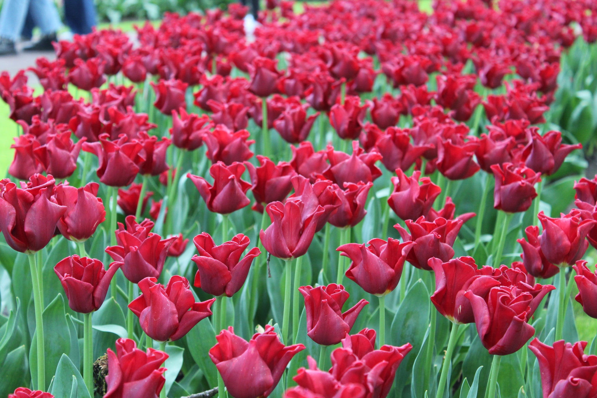 Tulipa 'Red Dress'