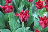 Tulipa 'Red Dress'