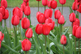 Tulipa 'Red Impression'