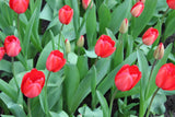 Tulipa 'Red Impression'