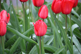 Tulipa 'Red Impression'
