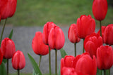 Tulipa 'Red Impression'