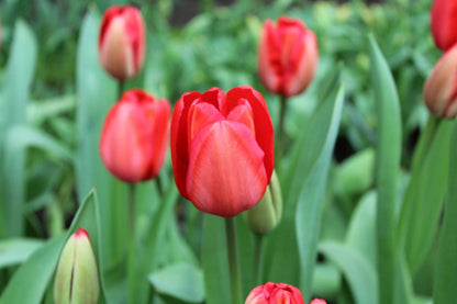 Tulp 'Red Impression'