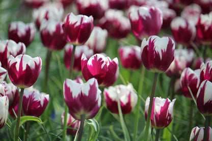 Tulpen 'Rem's Favourite' 