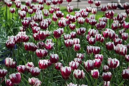 Tulpen 'Rem's Favourite' 