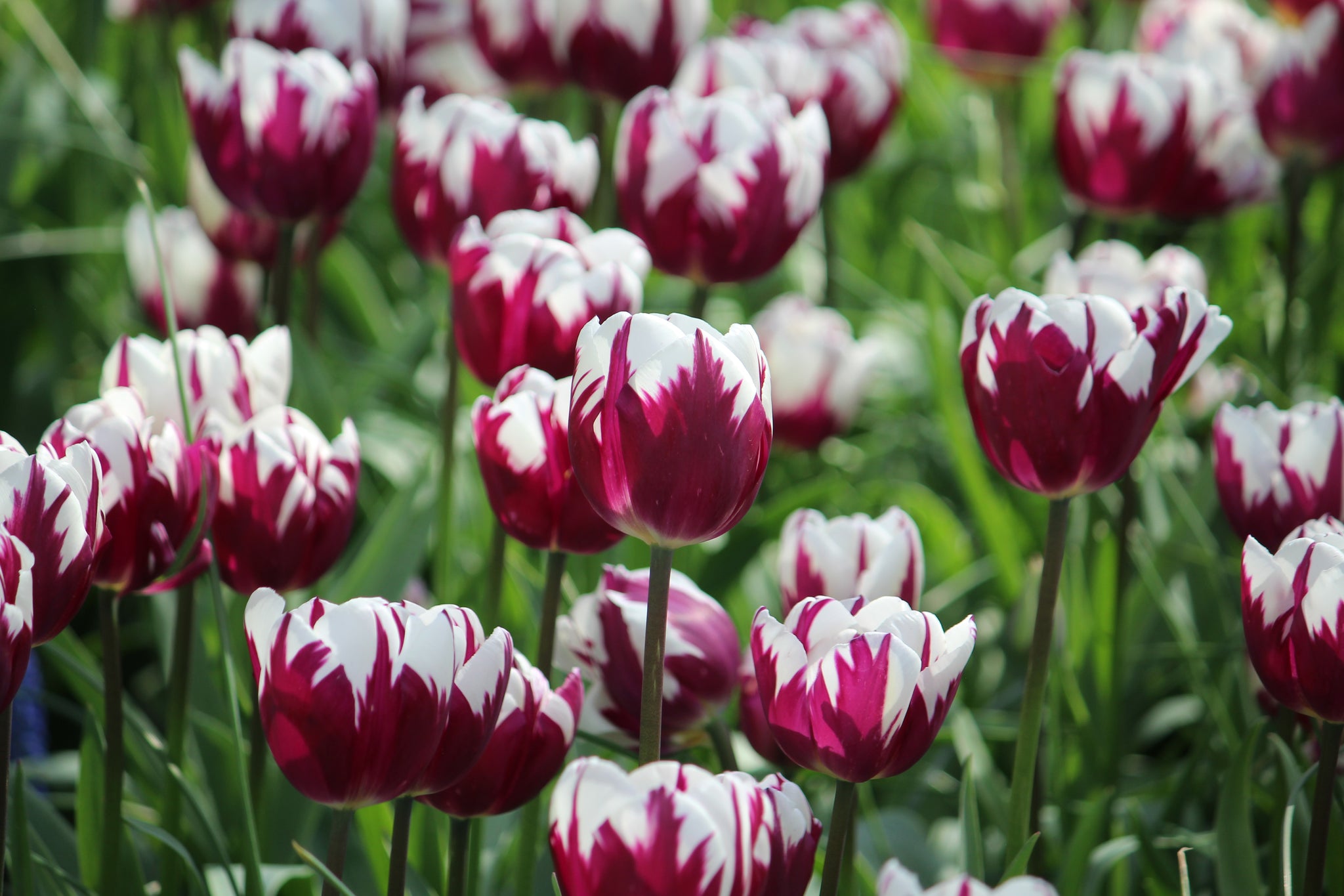 Tulpen 'Rem's Favourite' 