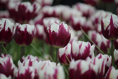 Tulpen 'Rem's Favourite' 