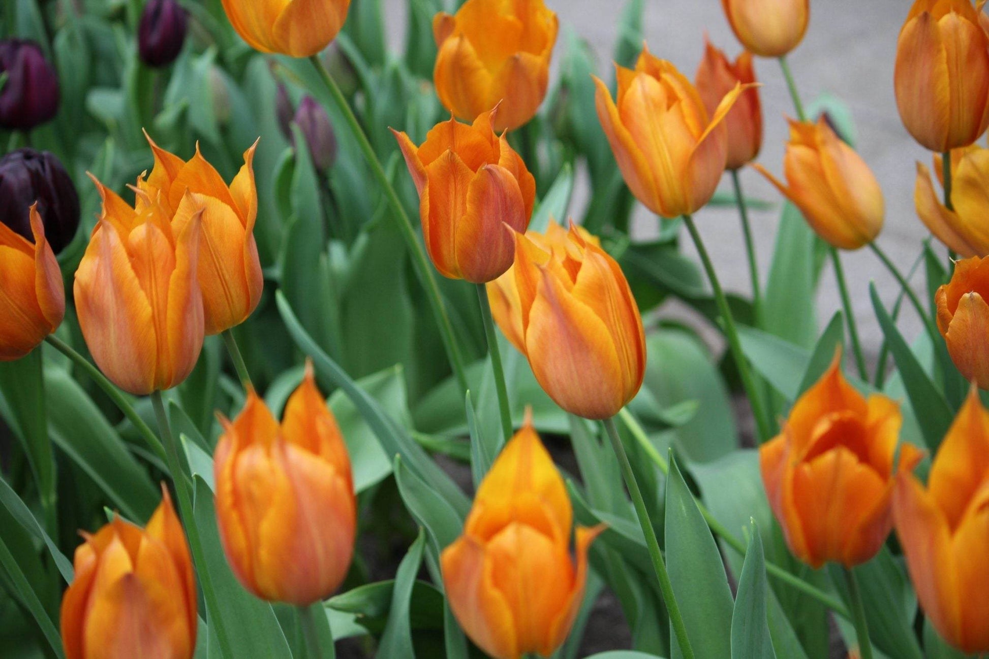 Tulipa 'Request'