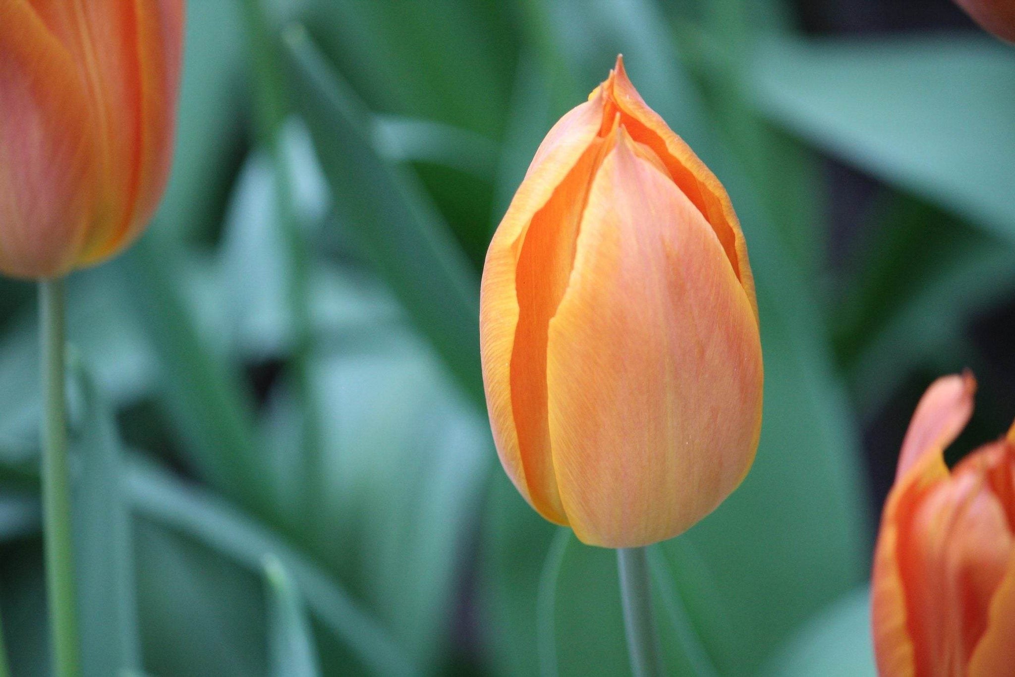 Tulipa 'Request'