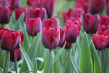 Tulipa 'Ronaldo'