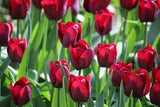 Tulipa 'Ronaldo'