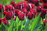Tulipa 'Ronaldo'