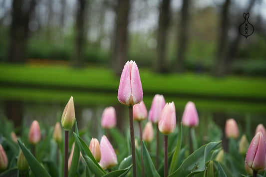 Tulp 'Royal Pride'