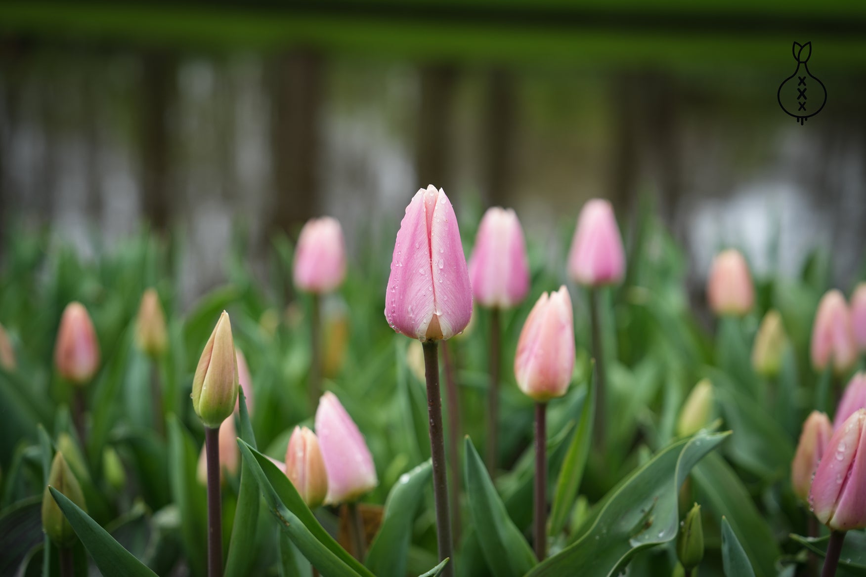 Tulp 'Royal Pride'