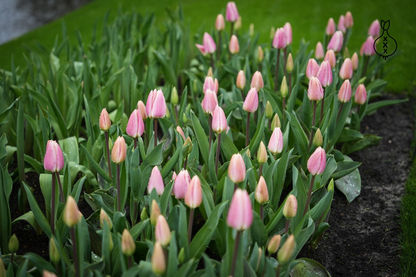 Tulp 'Royal Pride'