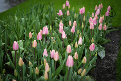 Tulp 'Royal Pride'