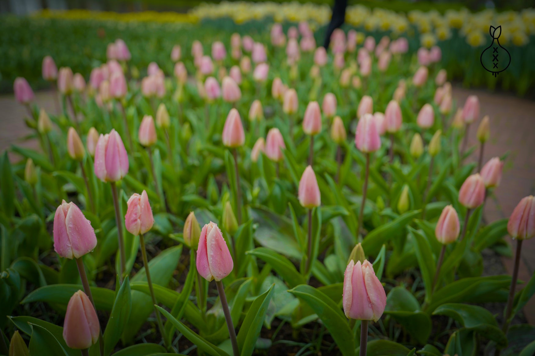 Tulp 'Royal Pride'