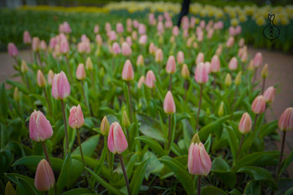 Tulp 'Royal Pride'