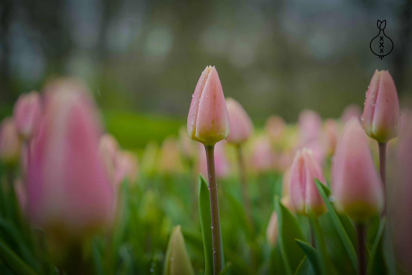 Tulp 'Royal Pride'