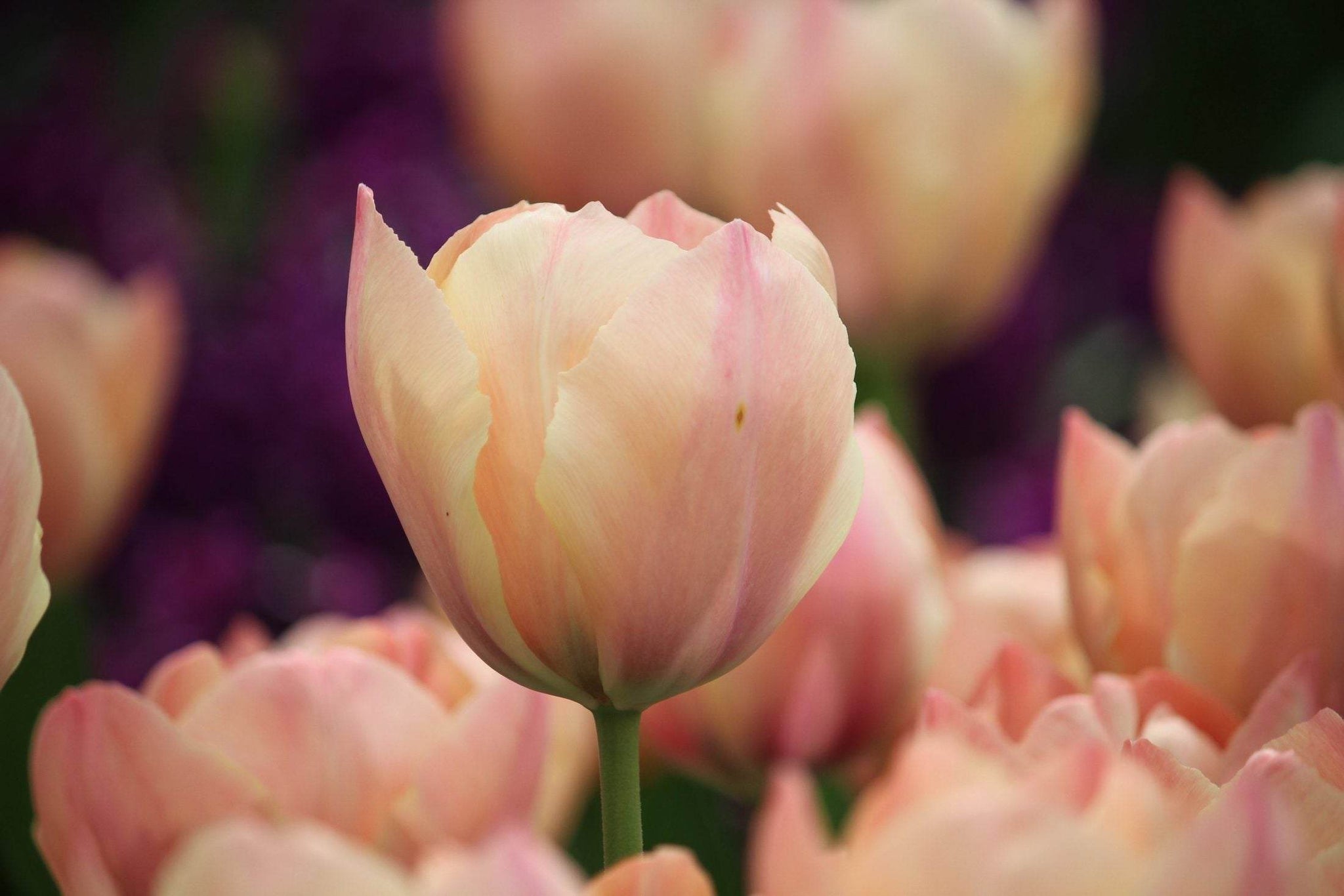 Tulipa 'Salmon van Eijk'