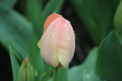 Tulipa 'Salmon van Eijk'