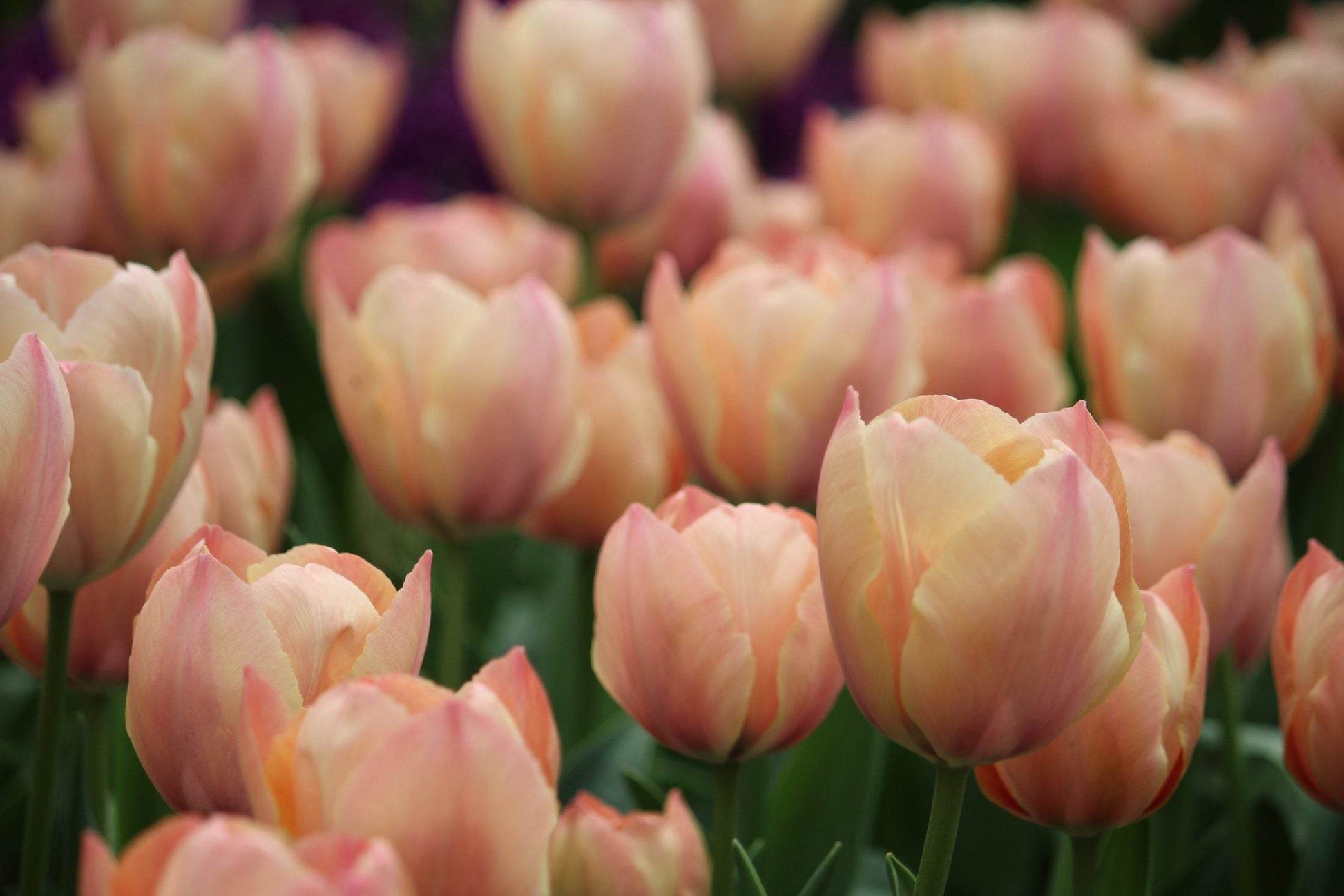 Tulipa 'Salmon van Eijk'