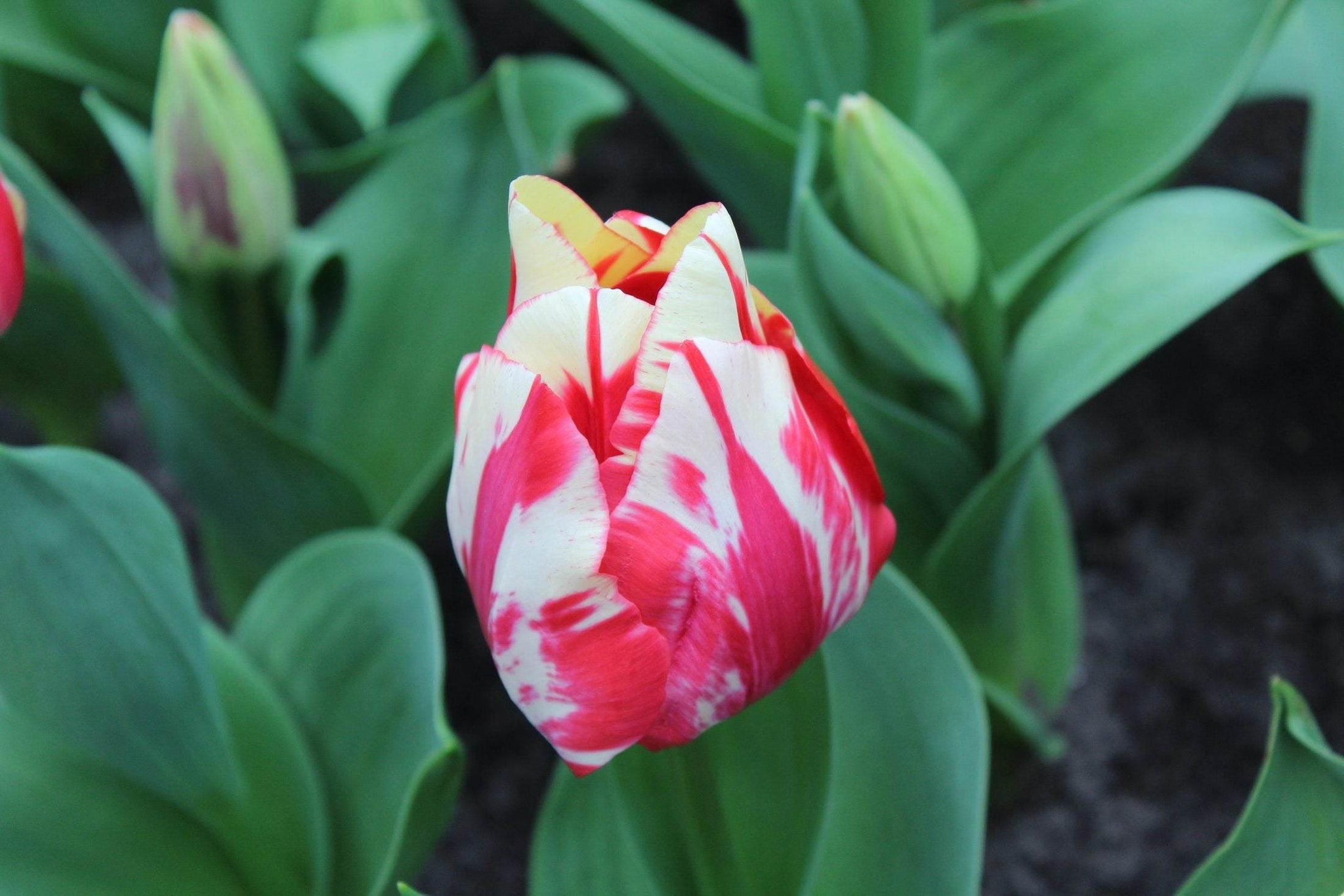 Tulipa 'Spryng Rembrandt'