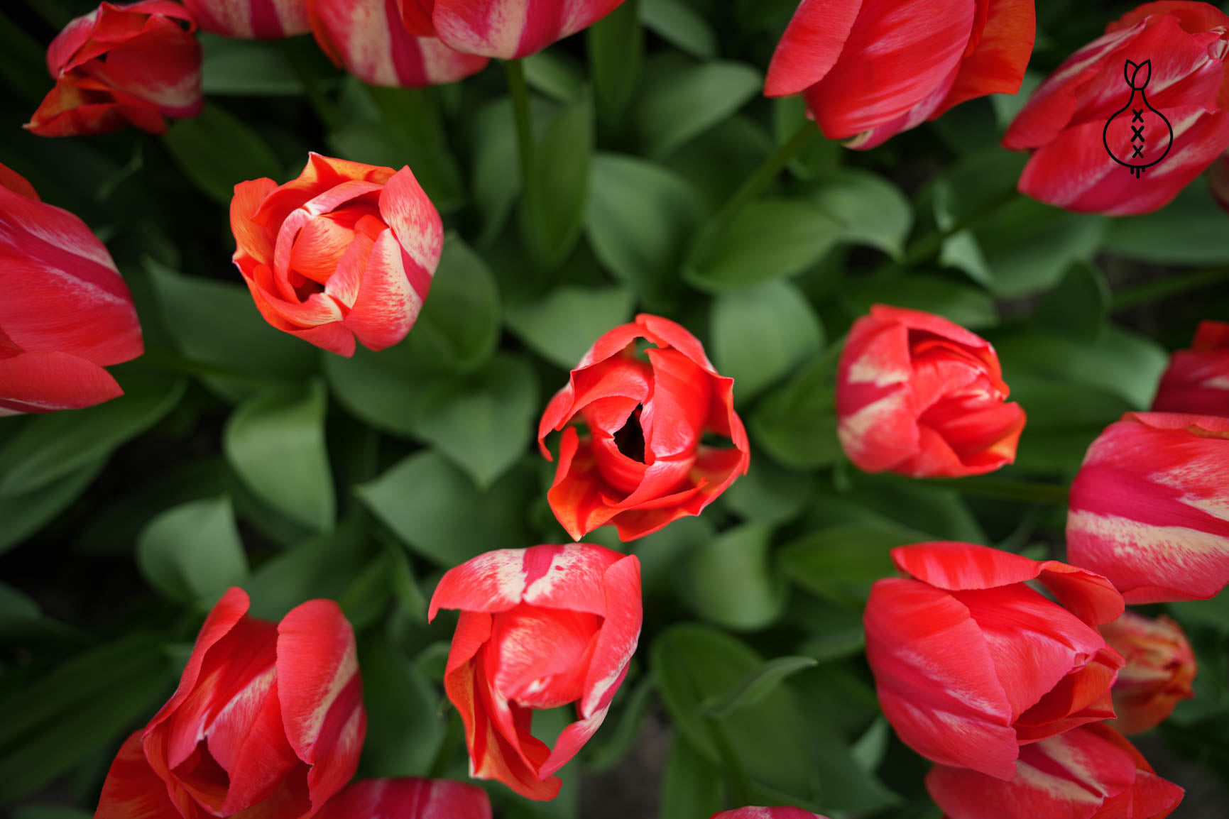 Tulipa 'Spryng Break'