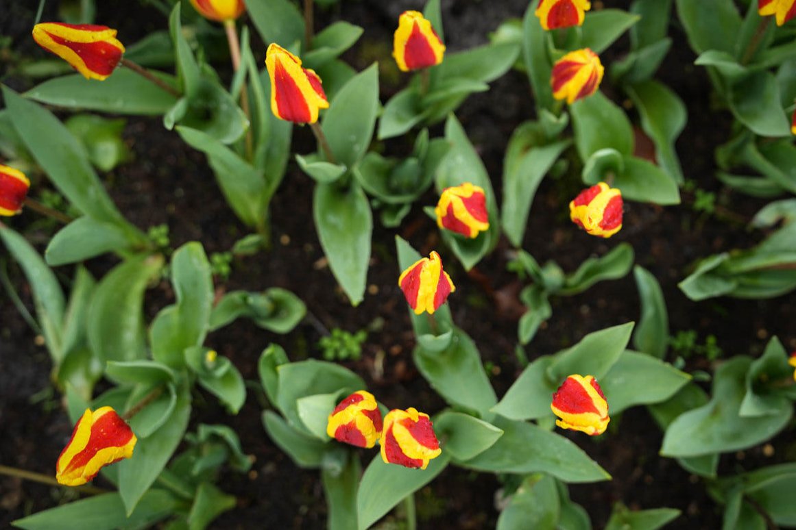 Tulipa 'Stresa'