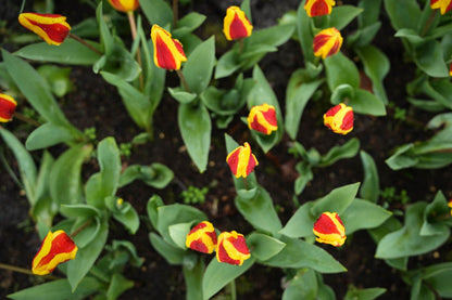 Tulipa 'Stresa'