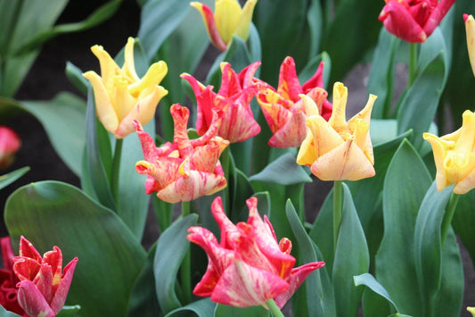 Tulipa 'Striped Crown'