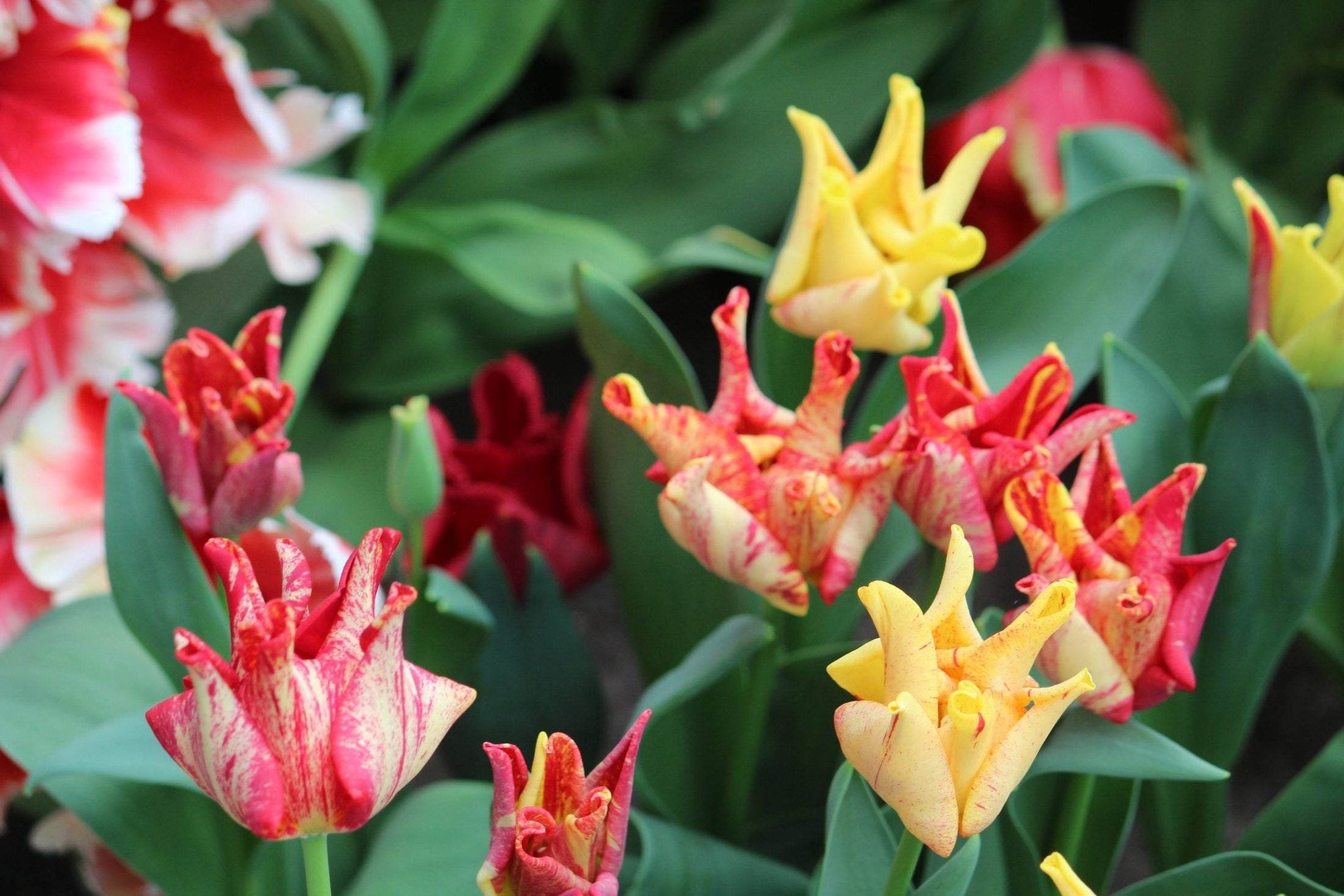 Tulipa 'Striped Crown'