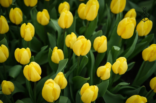 Tulp 'Sterk Goud'