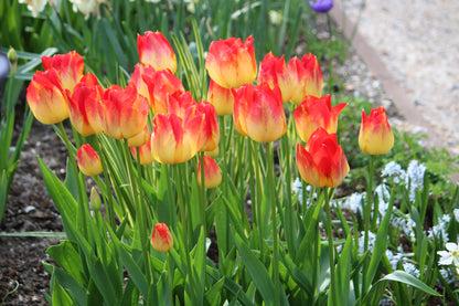 Tulipa 'Suncatcher'