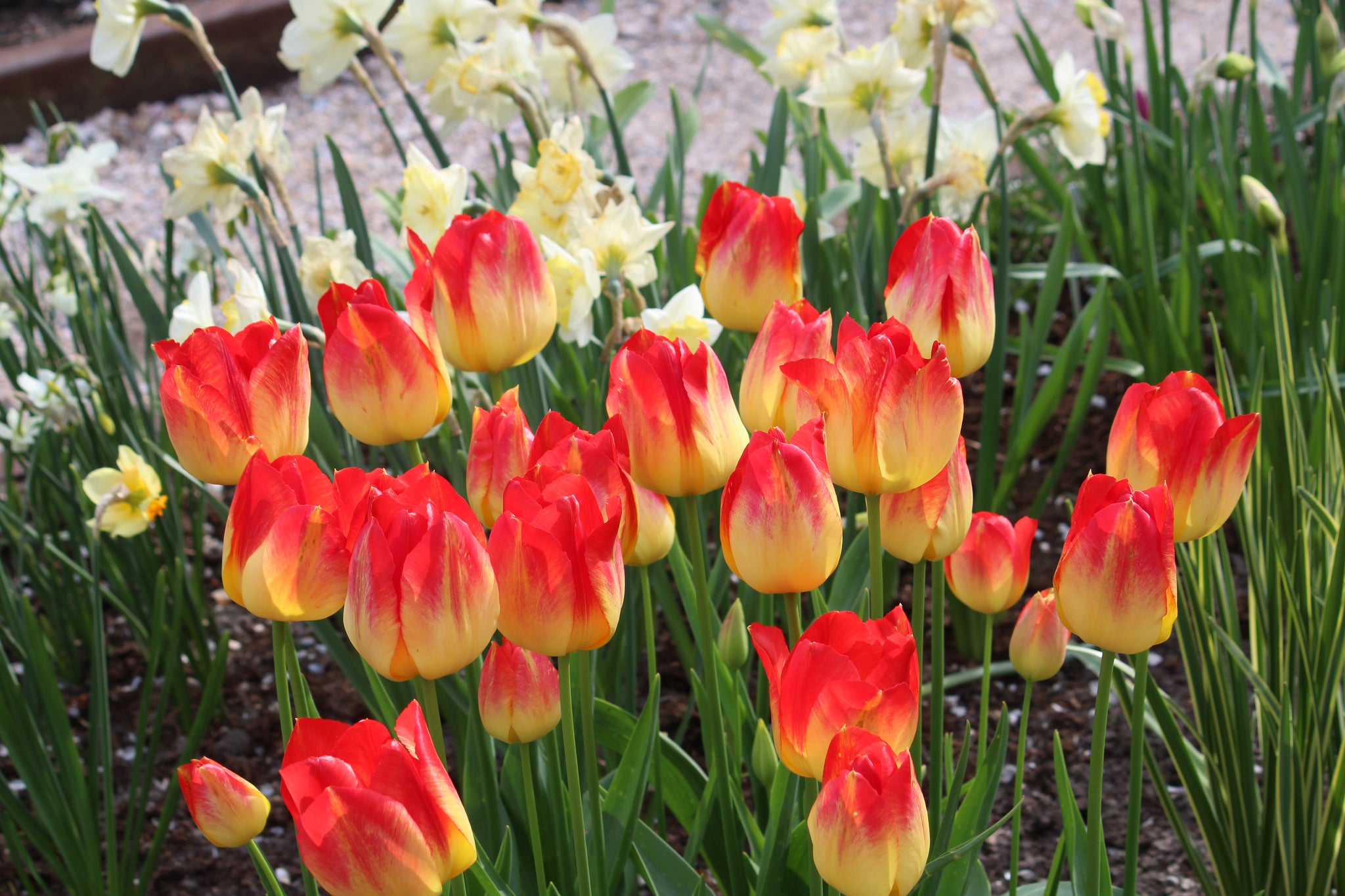 Tulipa 'Suncatcher'