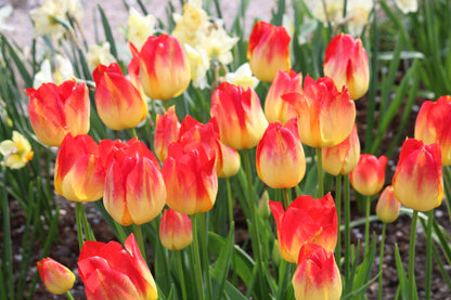 Tulipa 'Suncatcher'