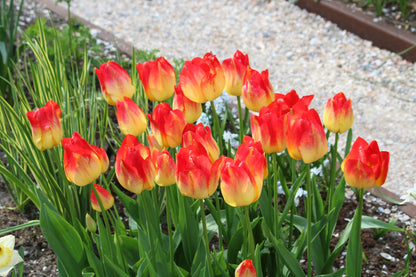 Tulipa 'Suncatcher'