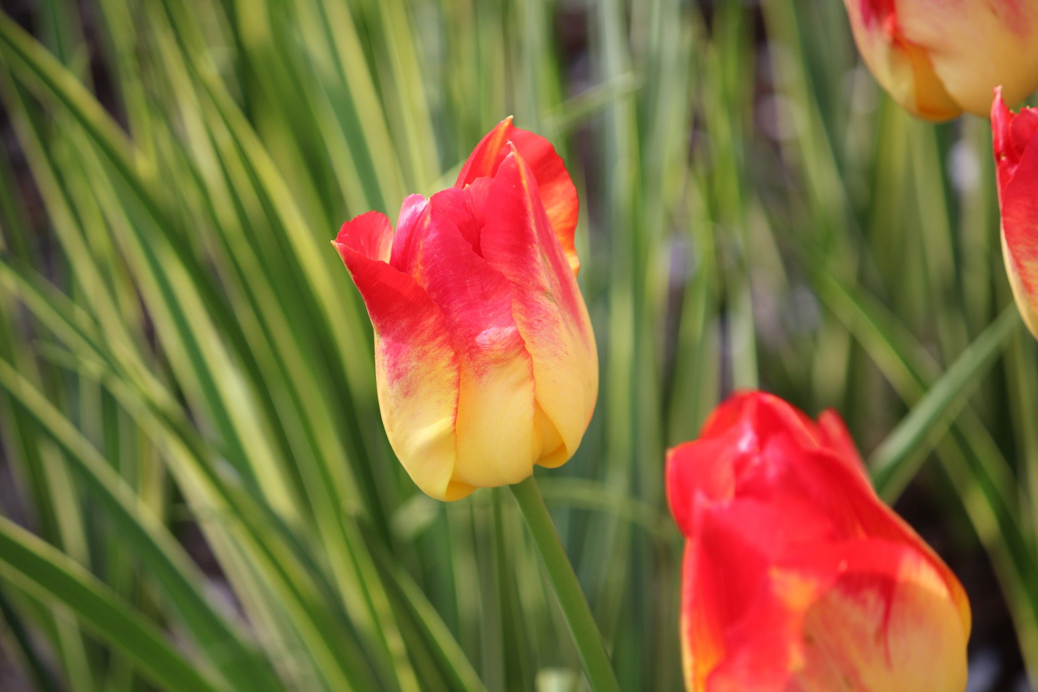 Tulipa 'Suncatcher'