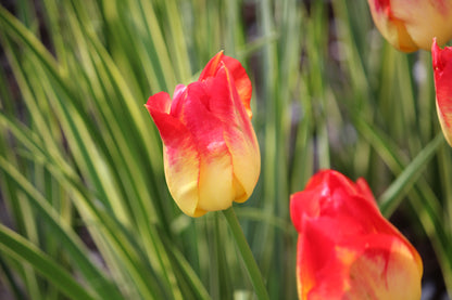 Tulipa 'Suncatcher'