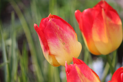 Tulipa 'Suncatcher'