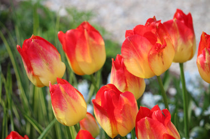 Tulipa 'Suncatcher'