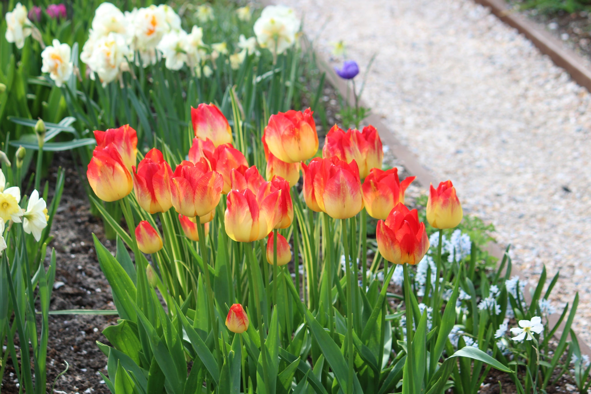 Tulipa 'Suncatcher'