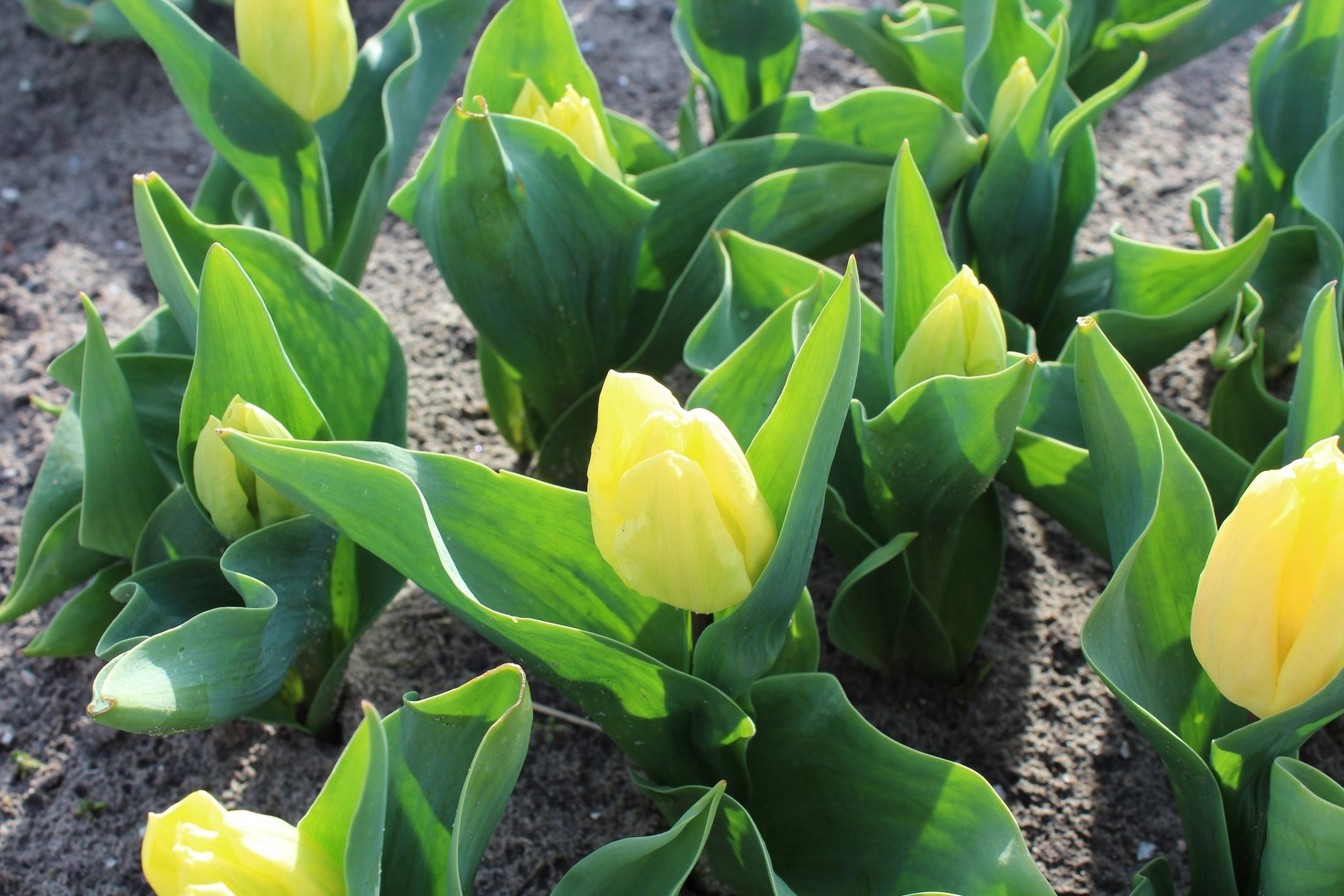 Tulipa 'Sunny Prince'