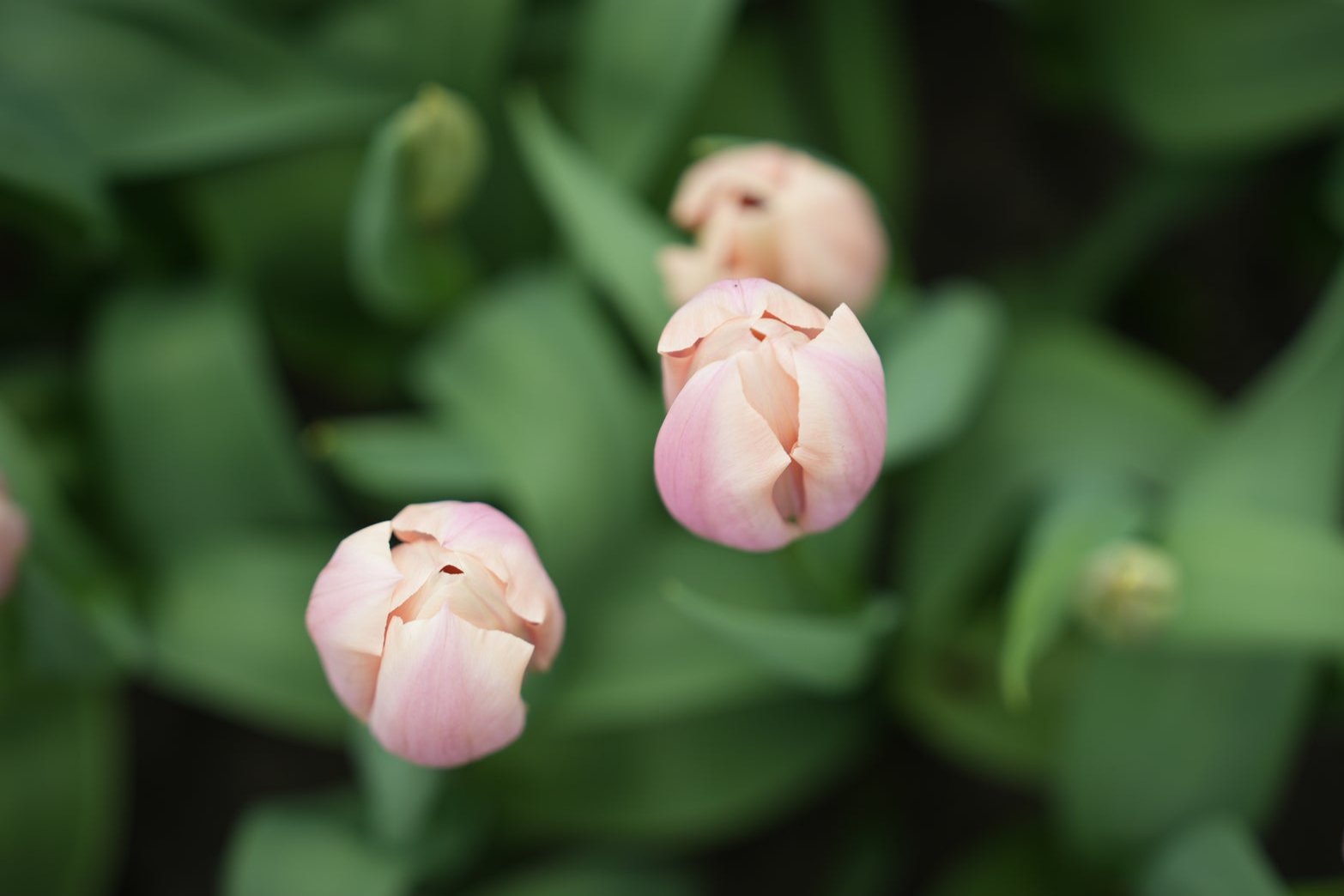 Tulipa Thijs Boots