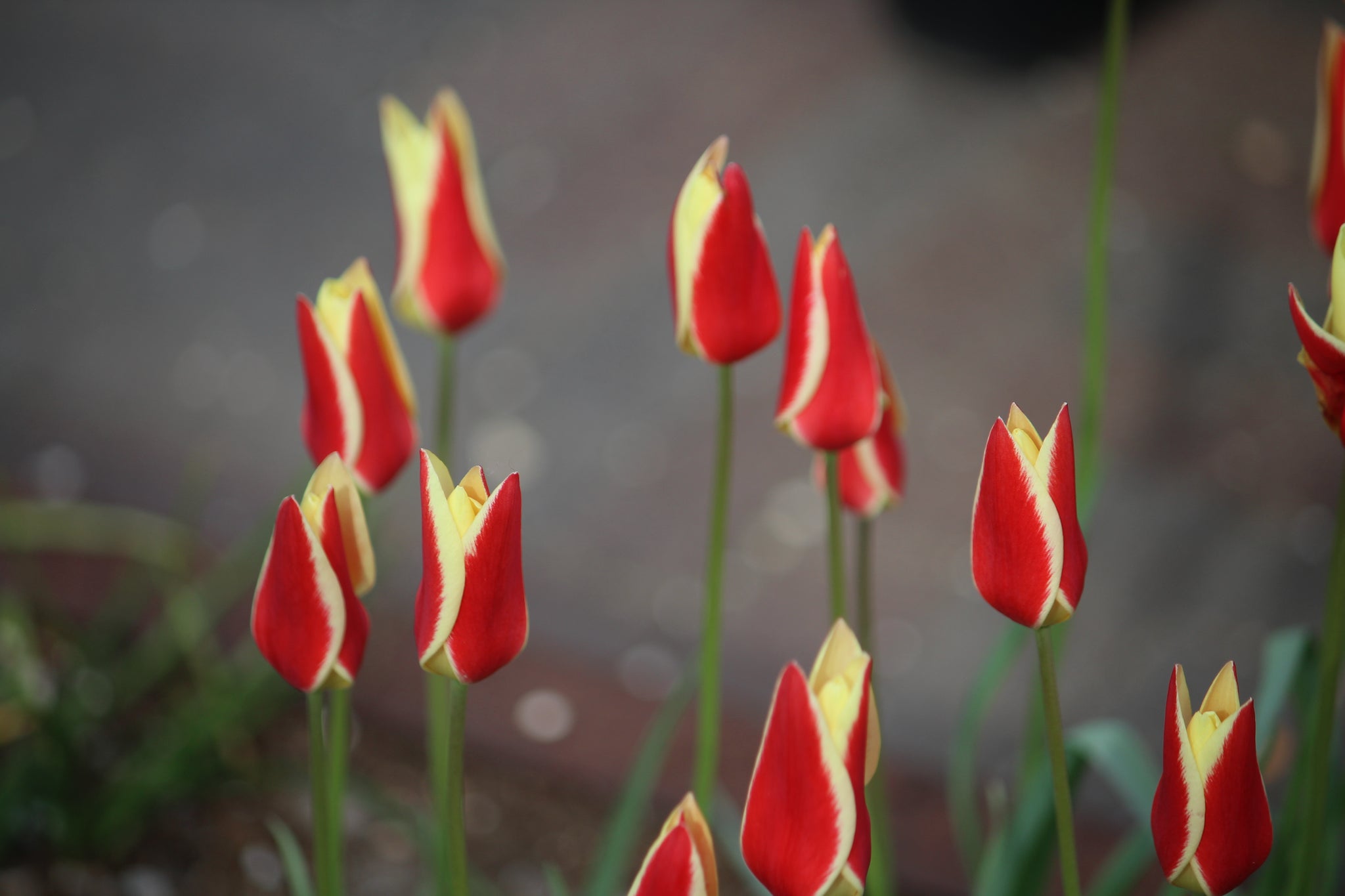 Tulipa 'Tinka'