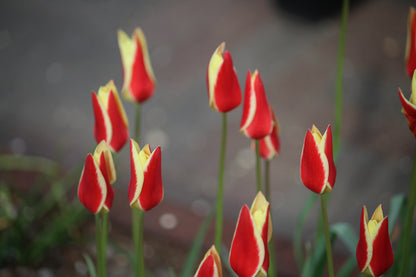 Tulipa 'Tinka'