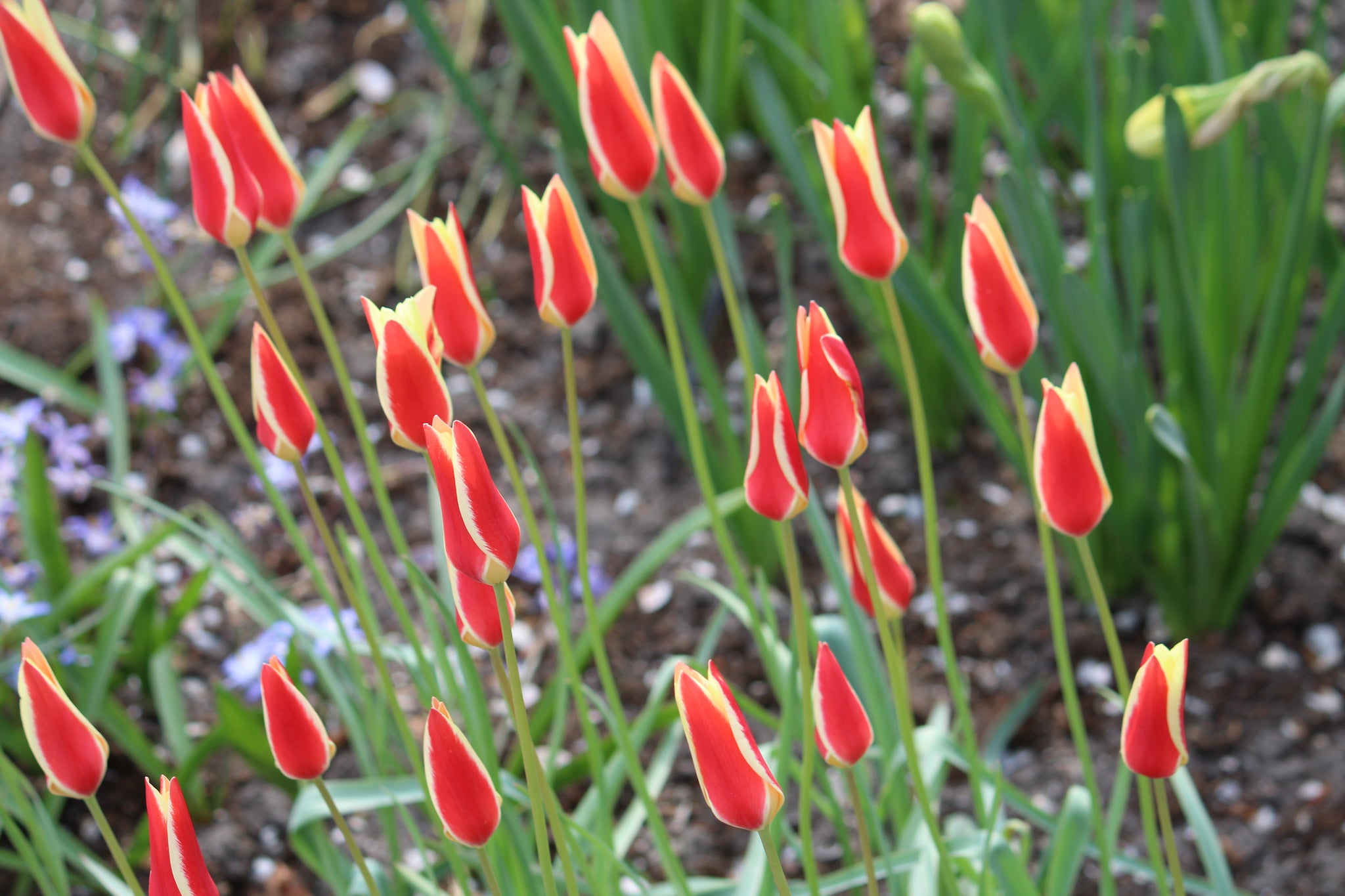 Tulipa 'Tinka'