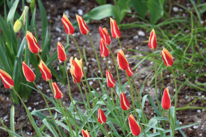 Tulipa 'Tinka'