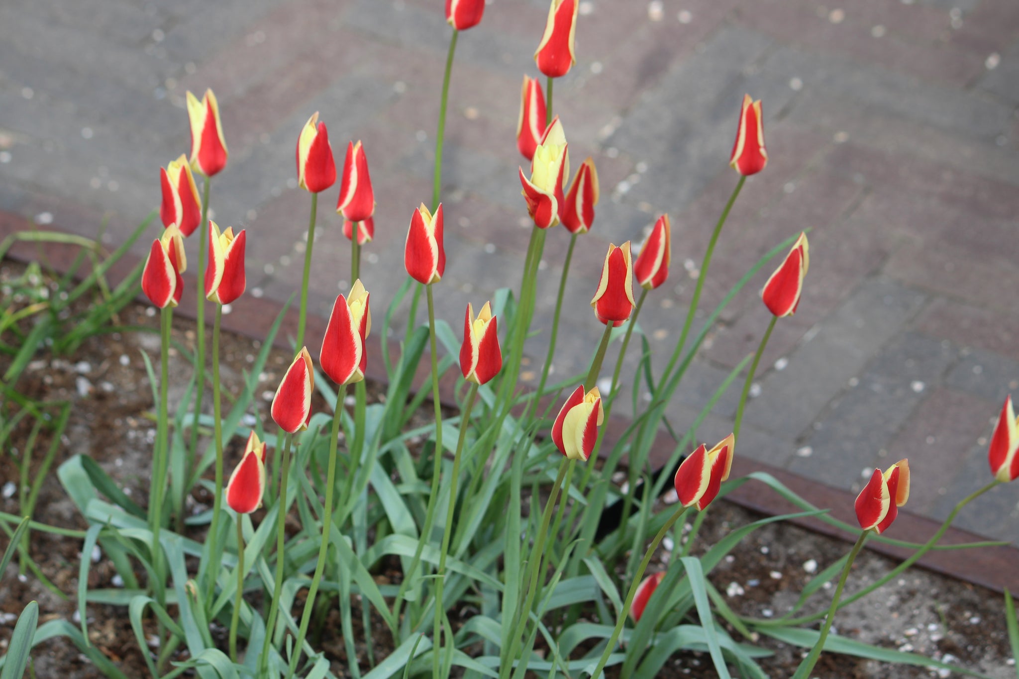 Tulipa 'Tinka'
