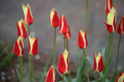 Tulipa 'Tinka'